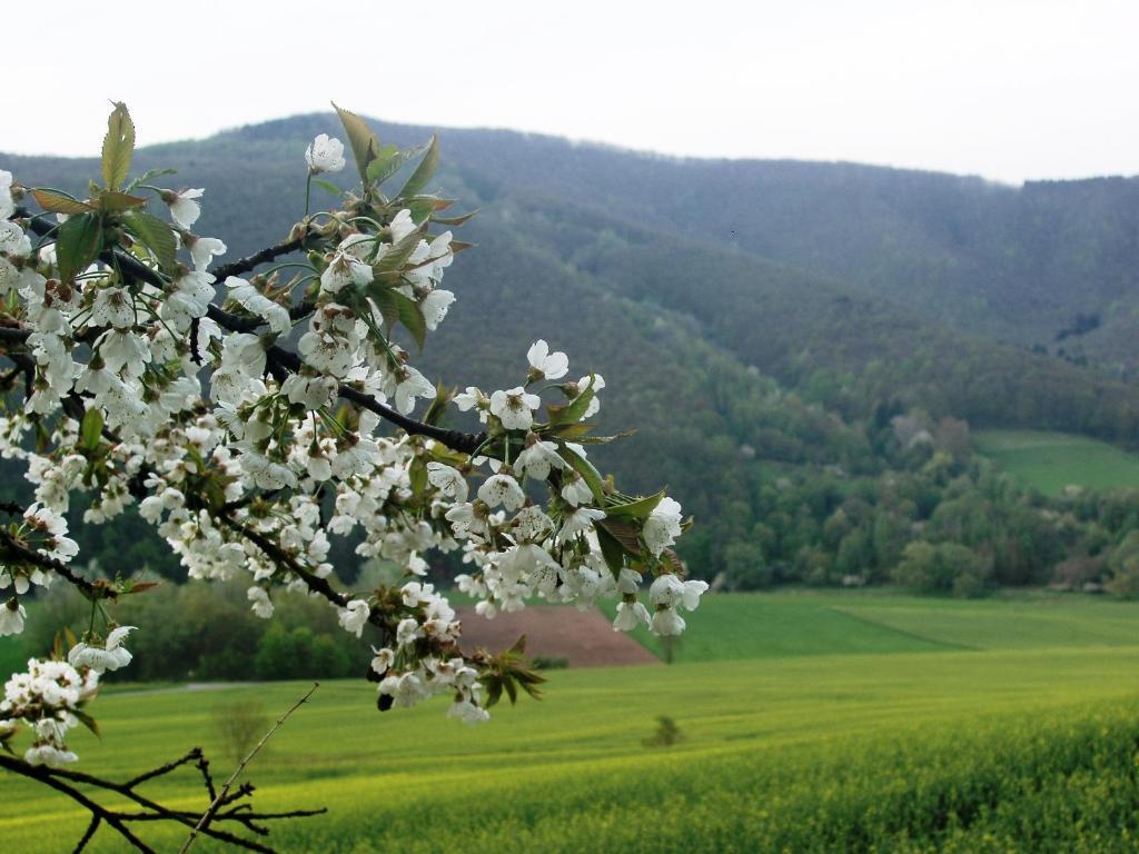 Landhaus Am Westerwald Martinfeld Eksteriør bilde